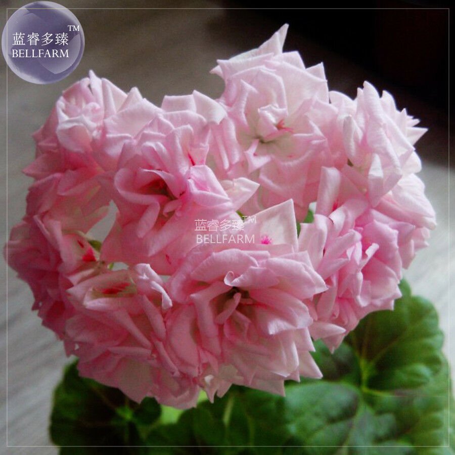 Geranium Light Pink 'Chinese Rose' Type Perennial Bonsai Flowers, 10 seeds