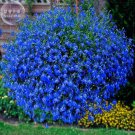 Lobelia Blue Hanging Bonsai Flower Seeds, 200 Seeds, Professional Pack