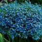 Lobelia Blue Hanging Bonsai Flower Seeds, 200 Seeds, Professional Pack
