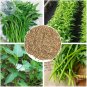 80 Seeds / Pack, Big Red Round Radish Chinese Heirloom Vegetable Organic Seed