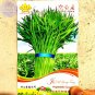 80 Seeds / Pack, Big Red Round Radish Chinese Heirloom Vegetable Organic Seed