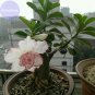 'Pink Lover' Water Pink White Desert Rose 'Adenium' with rose pink edge, 2 seed