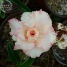 'Orange Daffodils' Adenium Desert Rose, 2 Seeds, orange and light pink white