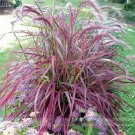 Half-hardy Perennial Pennisetum setaceum 'Fireworks' Fountain Grass 50 seeds