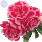 Adenium Rose Pink Petals Light Pink Edge Desert Rose Flower Seeds, 2 seeds