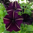 Black Magic Petunia Annual Bonsai Flowers Seeds 100pcs