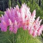 1200 pcs Pampas Grass Seeds Cortaderia selloana flower seeds aquatic plants #mix
