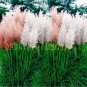1200 pcs Pampas Grass Seeds Cortaderia selloana flower seeds aquatic plants #mix