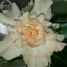 Rare Adenium Seeds, 2 Seeds, light orange 6-layer petals desert rose