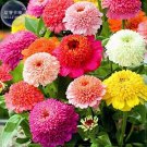 Zinnia Scabiosa Flowered Mix Seeds, Professional Pack, 50 seeds