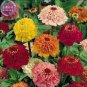 Zinnia Scabiosa Flowered Mix Seeds, Professional Pack, 50 seeds