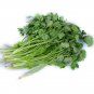 Coriander Heirloom Chinese Parsley Seeds, 150 Seeds