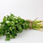 Coriander Heirloom Chinese Parsley Seeds, 150 Seeds