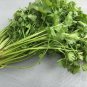 Coriander Heirloom Chinese Parsley Seeds, 150 Seeds