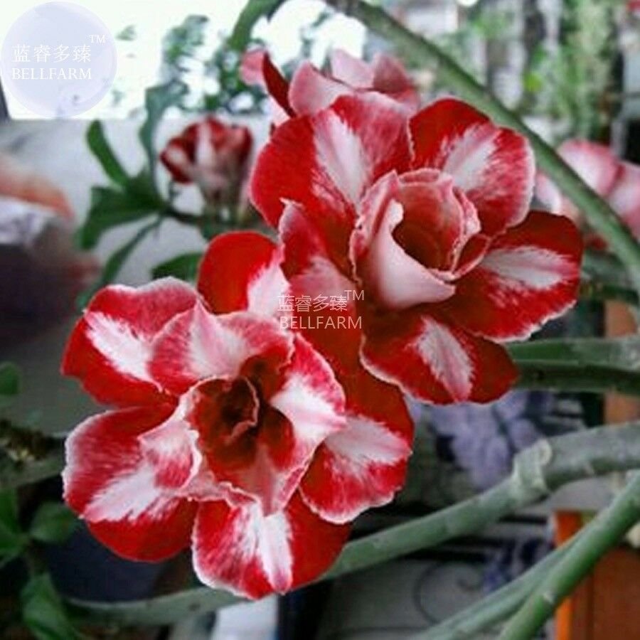 Adenium Dark Red & White Flower Seeds, 2 seeds, professional pack