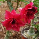 'Boisterous Elation' Adenium Bonsai Desert Rose, 2Seeds/package