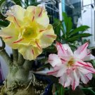 Adenium Mixed Yellow White Petals with red stripe Flower seeds, 2 seeds, bonsai
