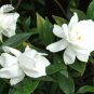 Gardenia Cape Jasmine White Flowers, 20pcs Bonsai Seeds strong fragrant garden