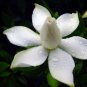 Gardenia Cape Jasmine White Flowers, 20pcs Bonsai Seeds strong fragrant garden