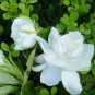 Gardenia Cape Jasmine White Flowers, 20pcs Bonsai Seeds strong fragrant garden