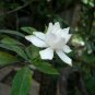 Gardenia Cape Jasmine White Flowers, 20pcs Bonsai Seeds strong fragrant garden