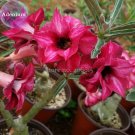 2-layer Dark Red Adenium, 2 Seeds, big blooming petals with black hole desert