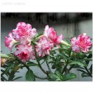 Small 'Carnation' Typed Adenium Obesum Desert Rose Seeds, 2 seeds