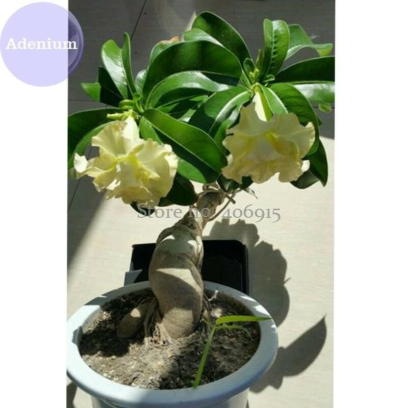 'Golden Years' Double Desert Rose Adenium, 2 Seeds, purely yellow petals bonsai