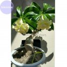 'Golden Years' Double Desert Rose Adenium, 2 Seeds, purely yellow petals bonsai