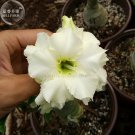'Golden Satisfaction' Adenium Desert Rose, 2 Seeds, light green double petals