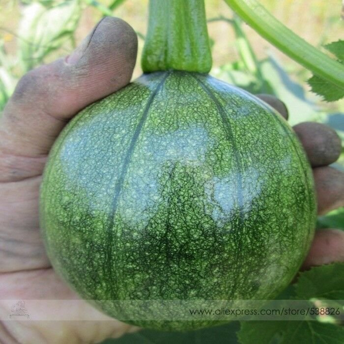 Heirloom Tatume Summer Squash Vegetables Organic Seeds, 10 Seeds