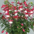 200pcs fuchsia ,Bonsai flowers lantern flower Hanging Flowers seed for DIY #6
