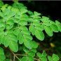 1000 g 2.2 Lb Moringa leaves powder pure natural 100% non-mix free shipping