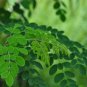 1000 g 2.2 Lb Moringa leaves powder pure natural 100% non-mix free shipping