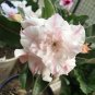 Adenium Light Pinkish White Flower Seeds, 2 seeds, 6-layer big blooms