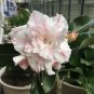 Adenium Light Pinkish White Flower Seeds, 2 seeds, 6-layer big blooms