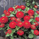 Zinnia 'Dreamland Red' Fully-double Flower Seeds, 50 seeds