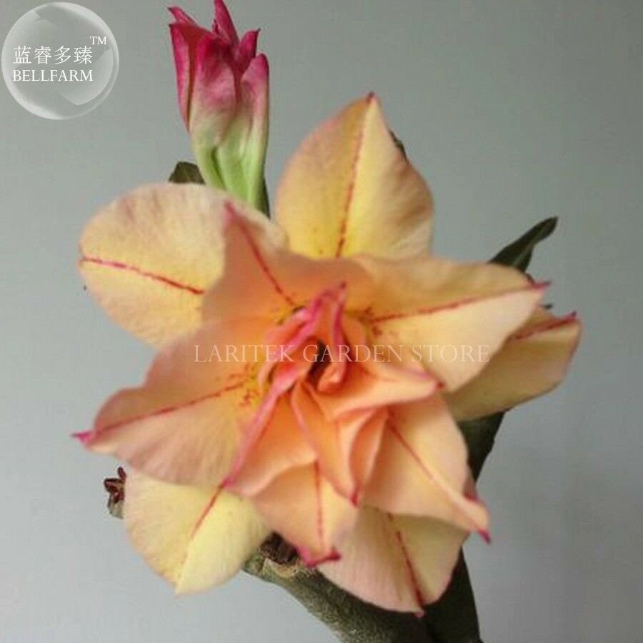 'Cheng Wang' Adenium Desert rose, Professional Pack, 2 Seeds