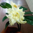 Adenium Whitish Light Yellow Flower Seeds, 2 seeds, 6-layer big blooms bonsai