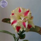 Adenium Yellow Petals Dark Red Thick Stripe Flower Seeds, 2 seeds