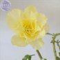 Adenium Yellow Desert Rose Seeds, 2 seeds, professional pack, 5-layer big blooms