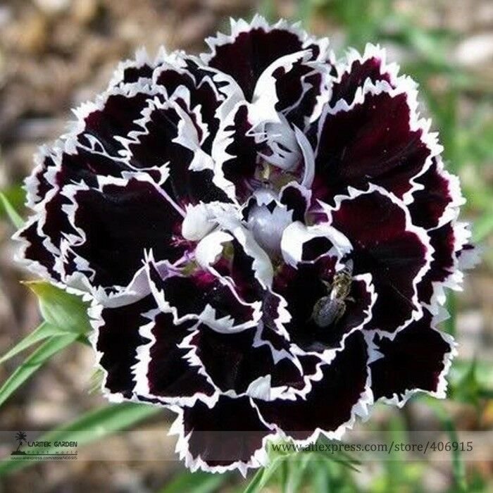 White Black Chinese Dianthus Flower Seeds, Professional Pack, 50 Seeds / Pack