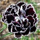 White Black Chinese Dianthus Flower Seeds, Professional Pack, 50 Seeds / Pack
