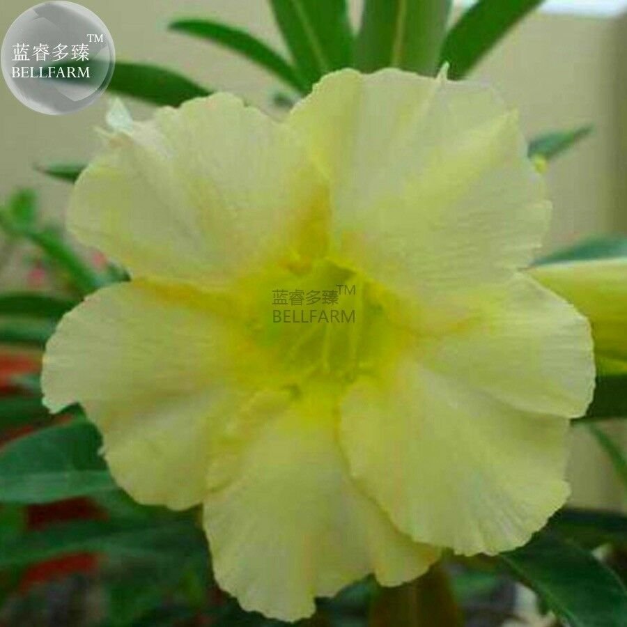 Light Green Adenium Desert Rose Seeds, 2 seeds, professional pack, single petals