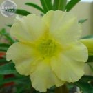 Light Green Adenium Desert Rose Seeds, 2 seeds, professional pack, single petals