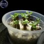 Light Green Adenium Desert Rose Seeds, 2 seeds, professional pack, single petals