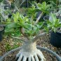 Light Green Adenium Desert Rose Seeds, 2 seeds, professional pack, single petals