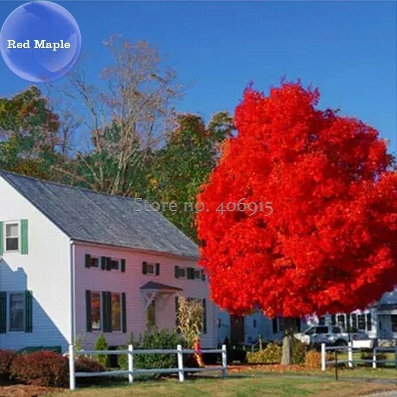 Autumn Blaze Red Maple Tree, 20 Seeds, clearly superior tree seeds