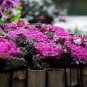 Kale Ornamental Brassica Oleracea Collard Winter Flowers, 30 Seeds