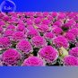 Kale Ornamental Brassica Oleracea Collard Winter Flowers, 30 Seeds